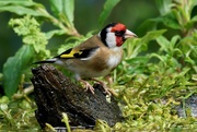 19th May 2020 - GOLDFINCH