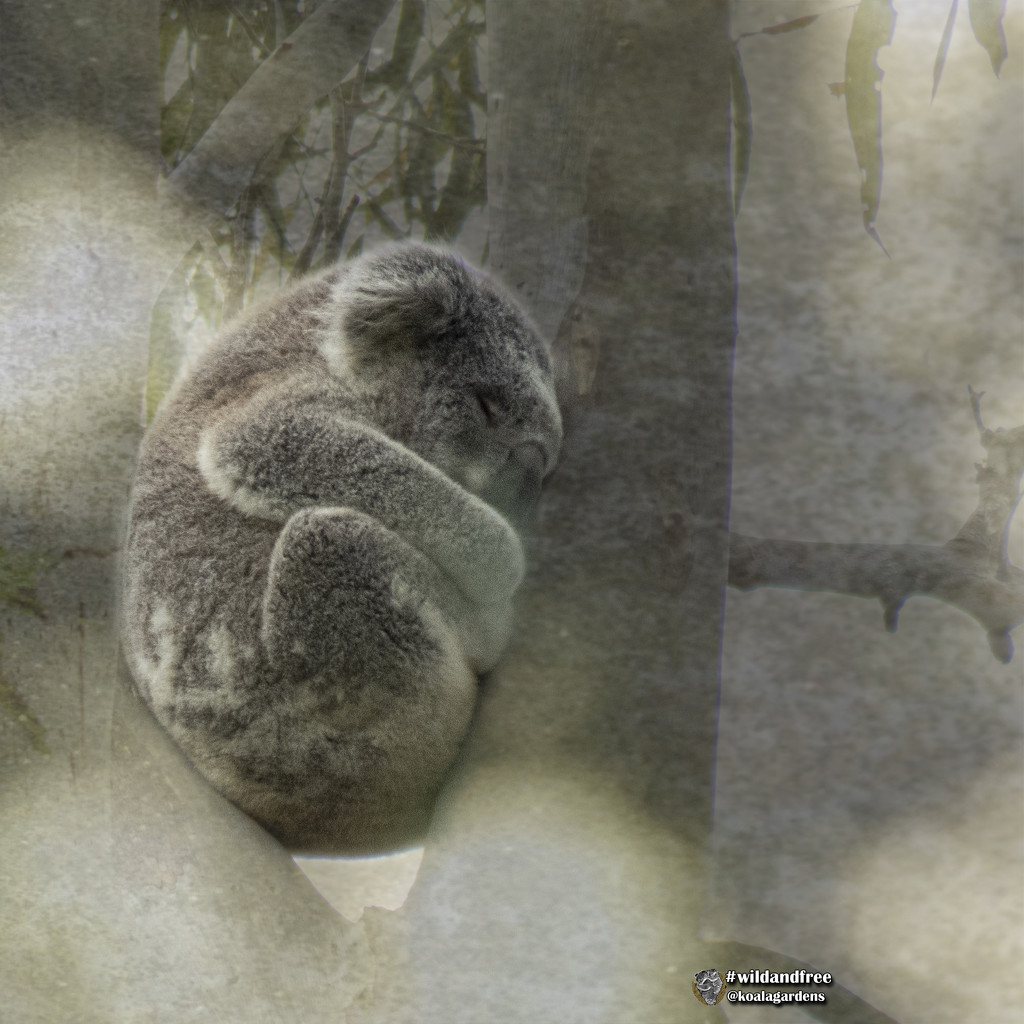 sleeping high by koalagardens