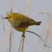yellow warbler  by rminer