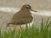19th May 2020 - spotted sandpiper 
