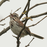 19th May 2020 - song sparrow 