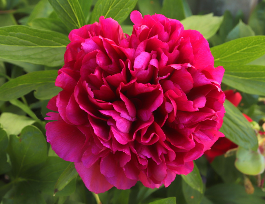 Ruby Peony by gaf005