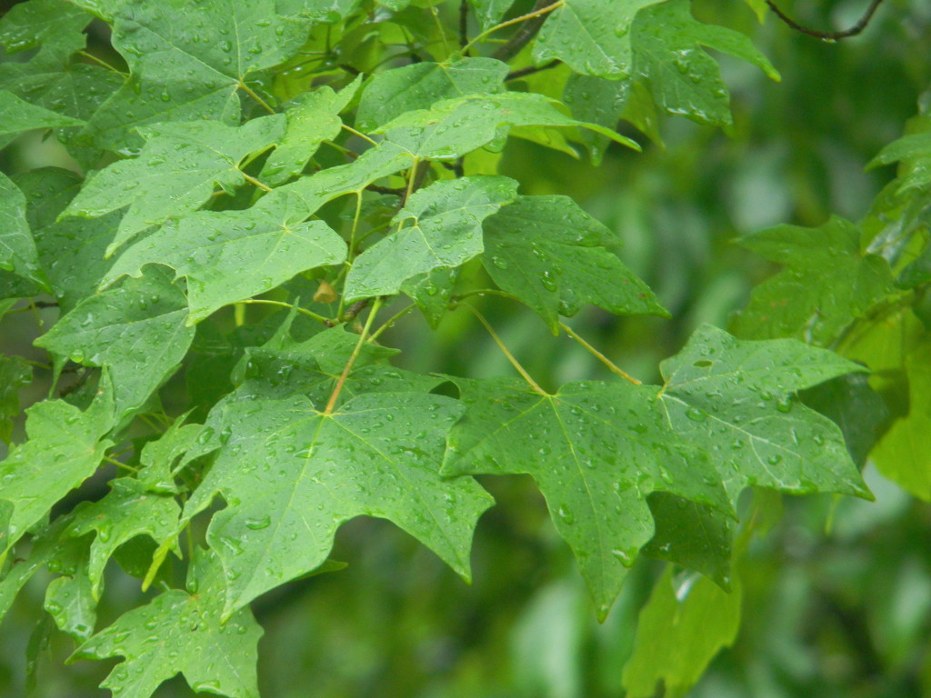 Raindrops on Maple Leaves by sfeldphotos
