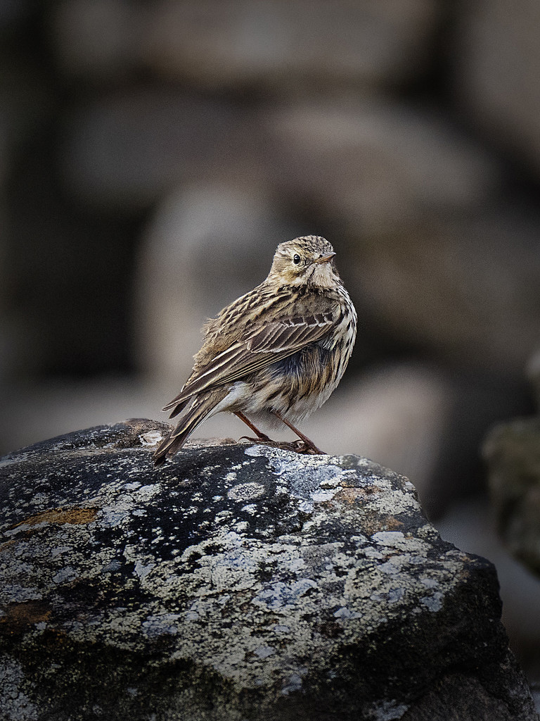 Rock Pipit. by gamelee