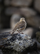 19th May 2020 - Rock Pipit.