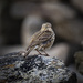 Rock Pipit. by gamelee
