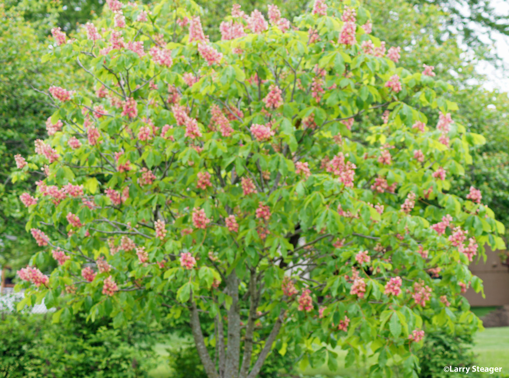 Blooming flowering cherry tree by larrysphotos