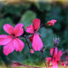 Pink Geranium by judyc57