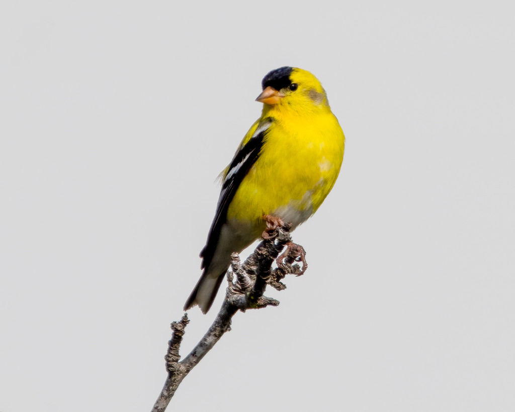 Lesser Goldfinch by nicoleweg