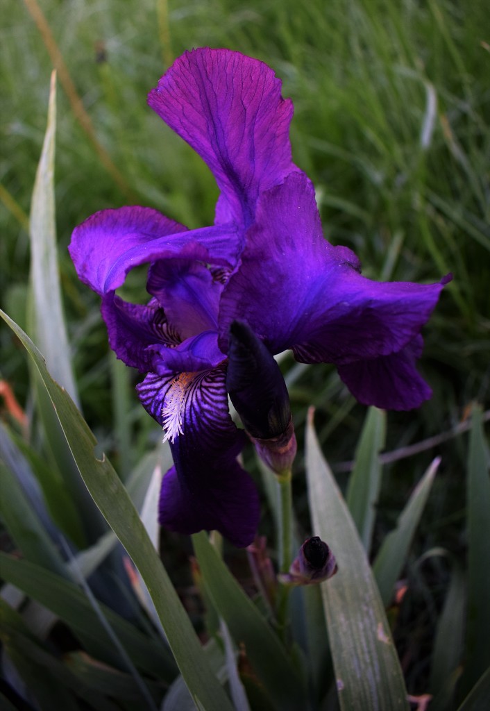  My Purple Iris by sandlily