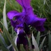  My Purple Iris by sandlily