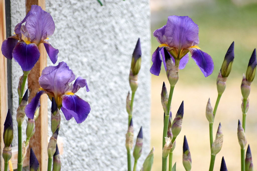 First Iris Blooms of 2020 by bjywamer