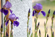 19th May 2020 - First Iris Blooms of 2020