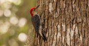 19th May 2020 - Male, Red-bellied Woodpecker!