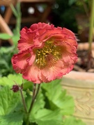 19th May 2020 - Geum