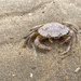 Crab by pamknowler