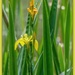 Wild Irises By The Lake by carolmw