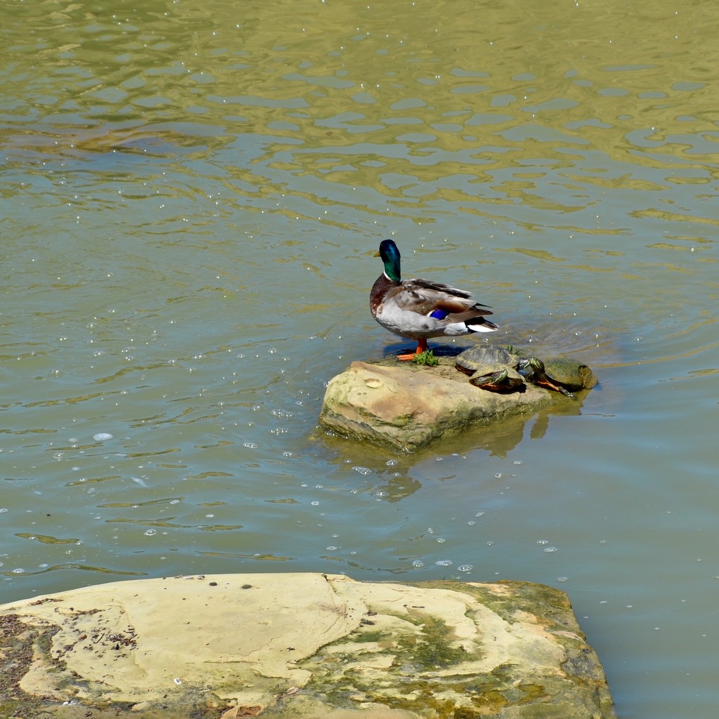 Three turtles and a duck by louannwarren