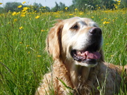 20th May 2020 - Cookie in the Buttercups