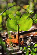 20th May 2020 - Bloodroot in a Different Light