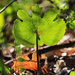 Bloodroot in a Different Light by juliedduncan