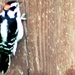 Woodpecker by bruni