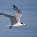 Tern Fly By P5200325 by merrelyn