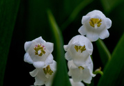 20th May 2020 - Lilies of the Valley