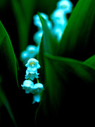 20th May 2020 - Lilly of the Valley