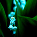 Lilly of the Valley by tosee