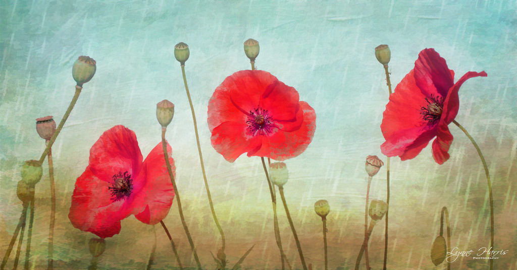 Poppies by lynne5477