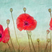 Poppies by lynne5477