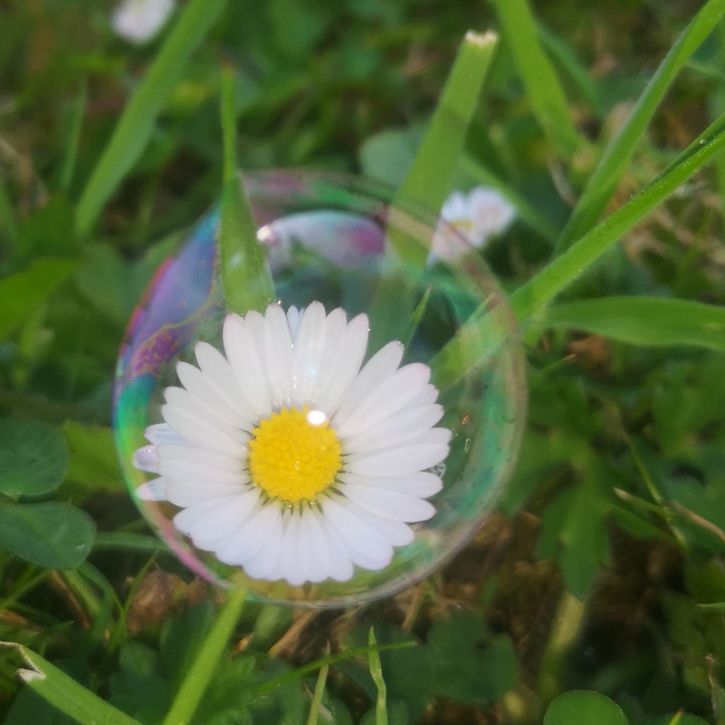Daisy in a bubble  by plainjaneandnononsense