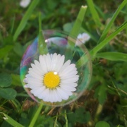 20th May 2020 - Daisy in a bubble 