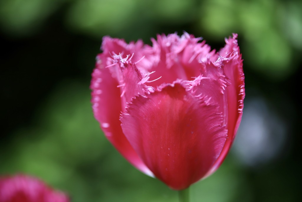 Frilled Tulip by phil_sandford