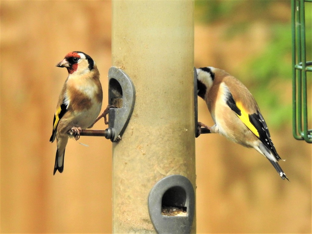  Goldfinches  by susiemc