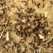 Mravi by vesna0210