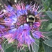 Busy Bee by msfyste