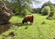 15th May 2020 - Highland Cow