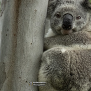 20th May 2020 - tree koala
