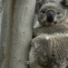 tree koala by koalagardens