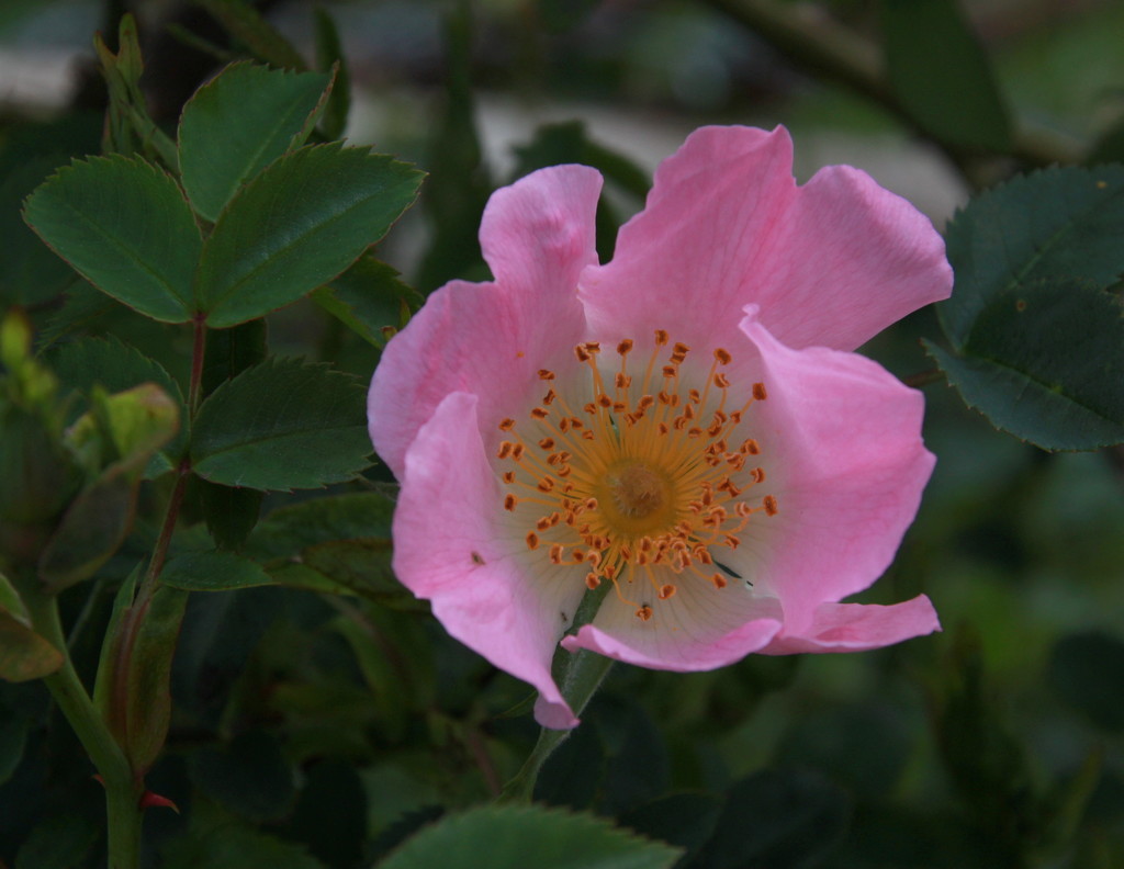 Wild rose by busylady