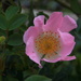 Wild rose by busylady