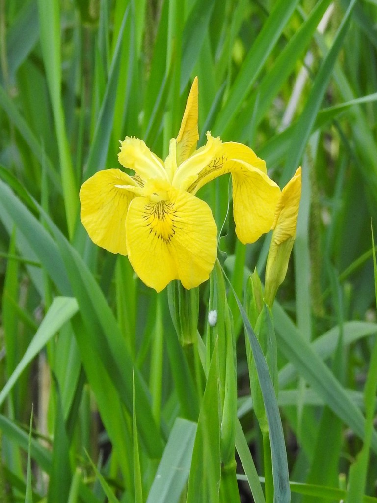Yellow Iris by oldjosh