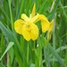 Yellow Iris by oldjosh