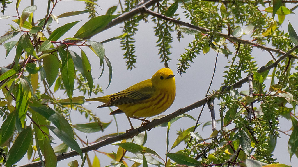 yellow warbler by rminer