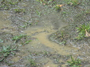 20th May 2020 - Puddles in Backyard 