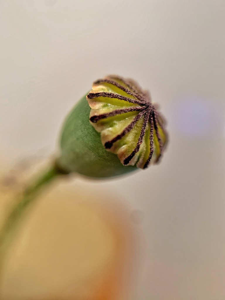 Poppy capsule  by cocobella