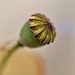 Poppy capsule  by cocobella
