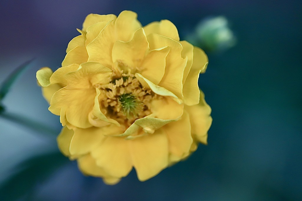 Tiny Yellow by carole_sandford
